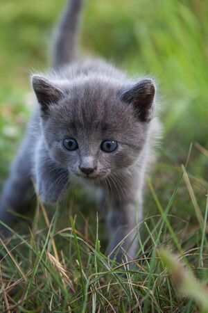 little smoky blue cat in the green summer grassの写真素材