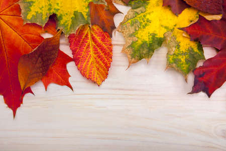 autumn classified on the tree with leaf frame for words and inscriptions, copy space, (top view)の写真素材
