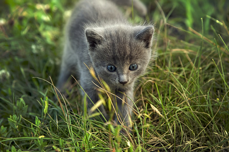 little smoky blue cat in the green summer grassの写真素材