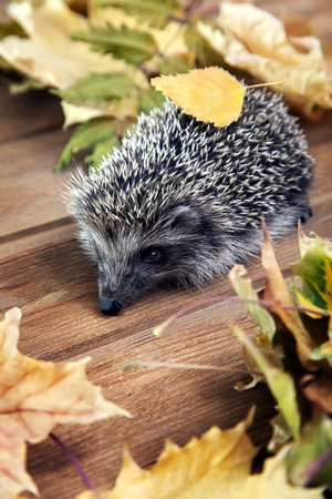 Young hedgehog in autumn leaves on the wooden floorの写真素材