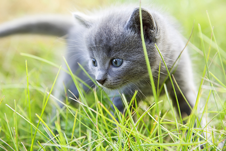 little smoky blue cat in the green summer grassの写真素材