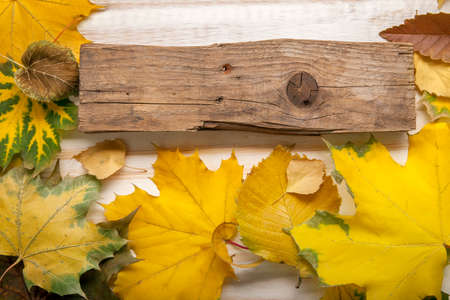 autumn classified on the tree with leaf frame for words and inscriptions, copy space, (top view)