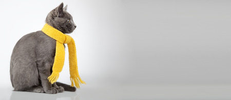 gray kitten in a yellow scarf on a white background, smoky cat in knitted scarf, isolated on whiteの写真素材