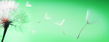 flying dandelion seeds on a green backgroundの写真素材