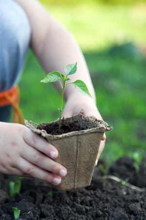 Green Sprout and Children Handsの写真素材
