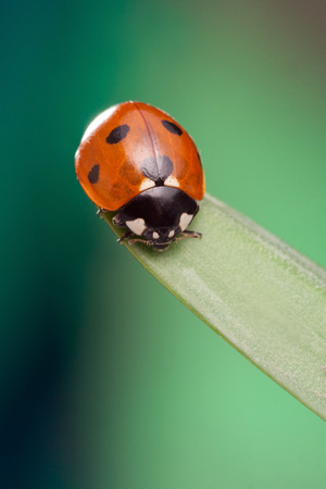 red ladybug on green leaf, ladybird creeps on stem of plant in spring in garden in summerの写真素材