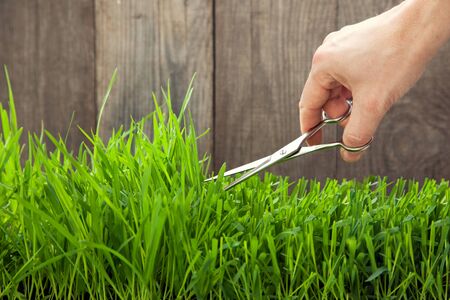Man cuts grass for lawn with scissors, fresh cut lawnの写真素材