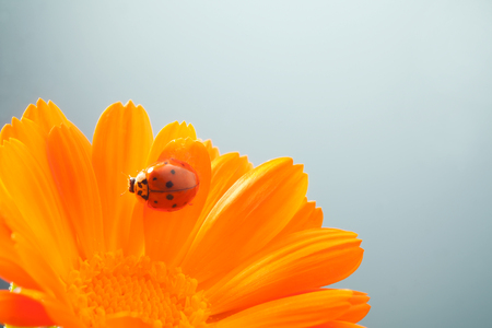 red ladybug on on yellow flower, ladybird creeps on stem of plant in spring in garden in summerの写真素材
