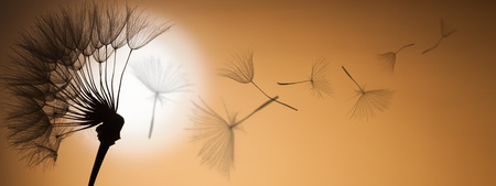 flying dandelion seeds on a sunset backgroundの写真素材