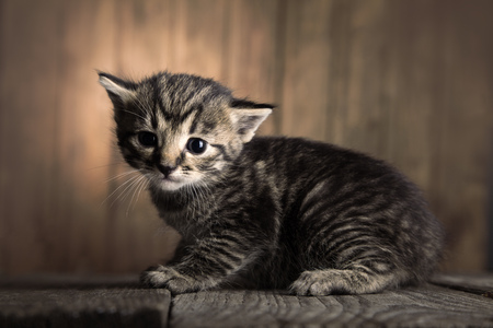small kitten on background of old wooden boards.の写真素材