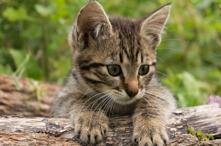 little tabby blue cat in the green summer grass.の写真素材