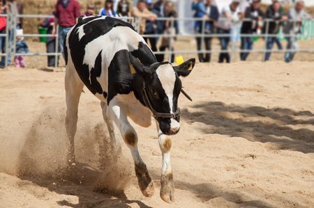 young calf in the pen runs.の写真素材