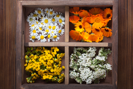 Medicinal herbs tansy daisy calendula yarrow in an old wooden box on the table.の写真素材
