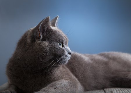 British cat on blue background studio shot.の写真素材