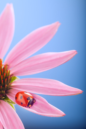 red ladybug on Echinacea flower, ladybird creeps on stem of plant in spring in garden in summerの写真素材