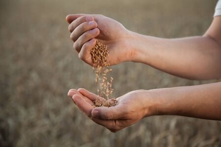 man pours wheat from hand to hand on the background of a wheat fieldの写真素材