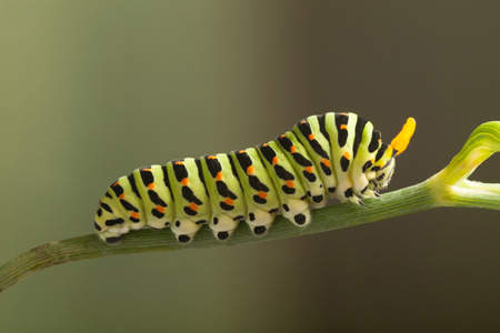 green caterpillar machaon on dill.の写真素材