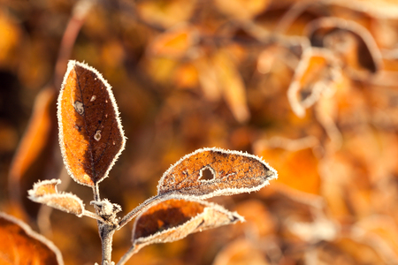 Autumn branches with hoar frost and the rays of the rising sunの写真素材