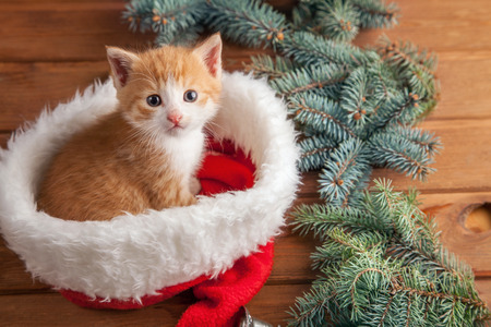 ginger kitten in santa hat against the background of a Christmas treeの写真素材