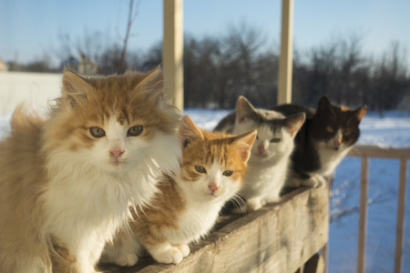 4 kittens peering through the window at home winter outdoors look.の写真素材