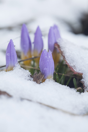 Crocus in the snow-covered gardenの写真素材