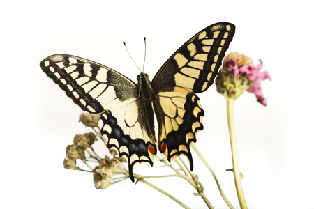 machaon butterfly with open wings in, top view, isolated on whiteの写真素材