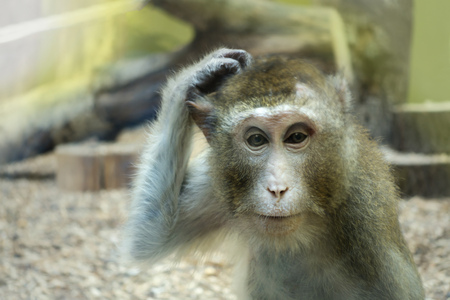 monkey scratching his head, the animal began to think.の写真素材