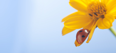 Red ladybug on sunflower petal flower, ladybird creeps on leaf of plant in spring in garden in summerの写真素材