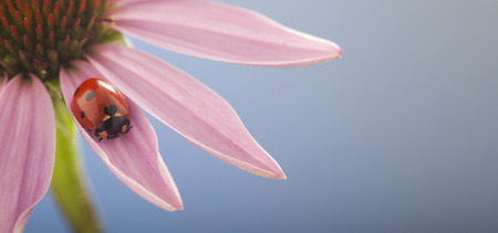 ladybird creeps on stem of plant, red ladybug on Echinacea flower, in spring in garden in summer.の写真素材