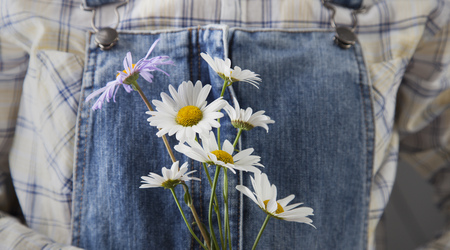 Chamomile in woman hands on summer jeans trousers backgroundの写真素材