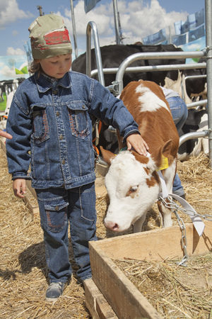 child feeds brown calf.の写真素材