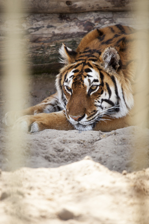 Close-up portrait of Siberian Tiger, Beautiful face portrait of Amur Tiger.の写真素材