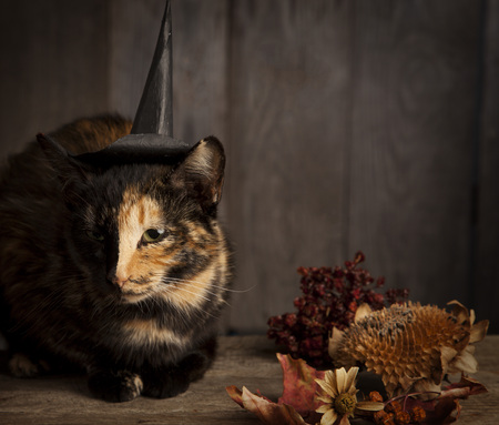 halloween pumpkin jack-o-lantern and ginger kitten on black wood background.の写真素材