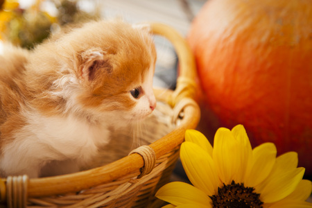 kitten in basket and autumn pumpkins and other fruits and vegetables on a wooden thanksgiving tableの写真素材