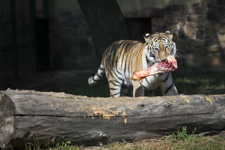The Amur Siberian tiger eats raw meat.の写真素材