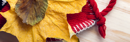 The Autumn Still Life knitted cap gift leaves and dried berriesの写真素材