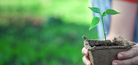 Green Sprout and Children Handsの写真素材