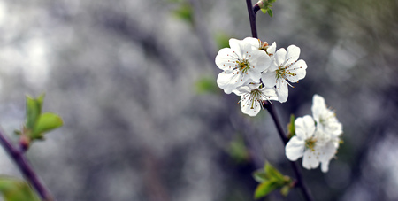 spring flower on sky beckgroundの写真素材