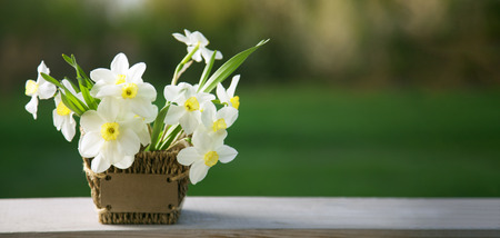 Narcissus flower. Spring flower in flower pot
