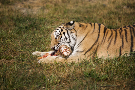 The Amur Siberian tiger eats raw meat.の写真素材