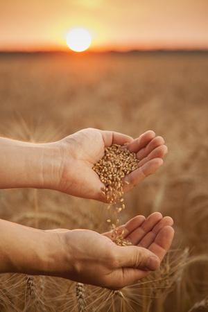 Man pours wheat from hand to hand on the  of a wheat fieldの写真素材