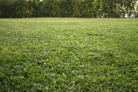 Decorative garden, Green lawn.の写真素材