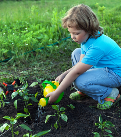 Child pours fresh sprouts from the watering can in the summer gardenの写真素材