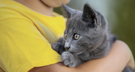 Kitten on the arm of the boy outdoors.の写真素材