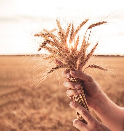 Man hand hold wheat ears on background of field.の写真素材