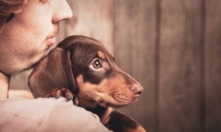 Dog puppy breed dachshund on the shoulder of a boy, a teenager and his pet sadの写真素材