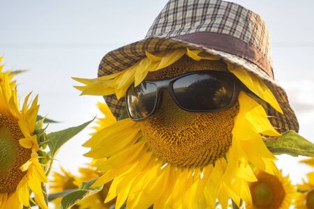 Sunflower Wear A Sunglasses on Blue Sky background fieldの写真素材