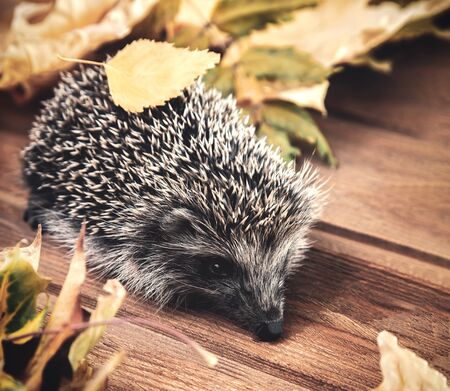 Young hedgehog in autumn leaves on the wooden floorの写真素材