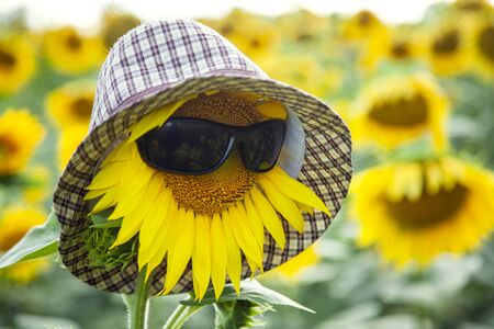 Sunflower Wear A Sunglasses on Blue Sky background fieldの写真素材