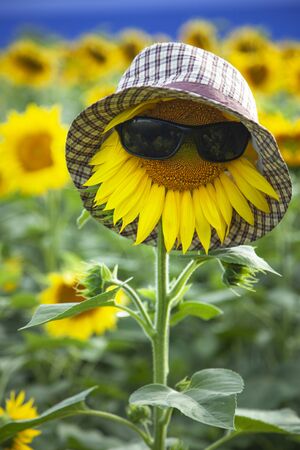 Sunflower Wear A Sunglasses on Blue Sky background fieldの写真素材